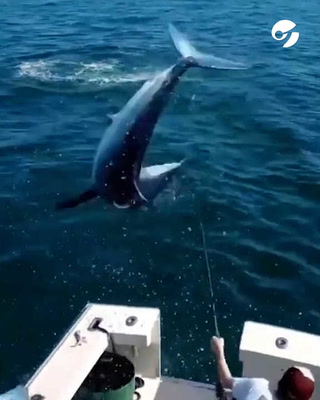 El salto del tiburón al bote aterrorizó a los pescadores