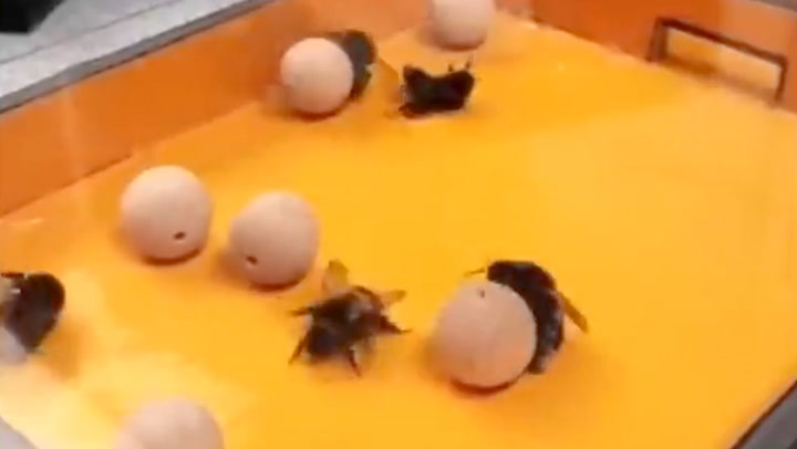 NEW STUDY DISCOVERS BUMBLEBEES LIKE TO PLAY WITH TOYS