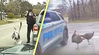 Turkeys attack police officers as spring fever takes hold