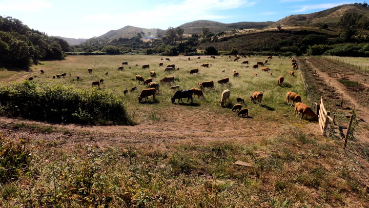 Cows eating fresh grass 