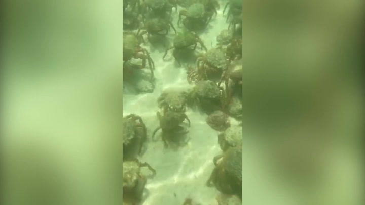 Thousands of venomous spider crabs swarm Cornwall beaches