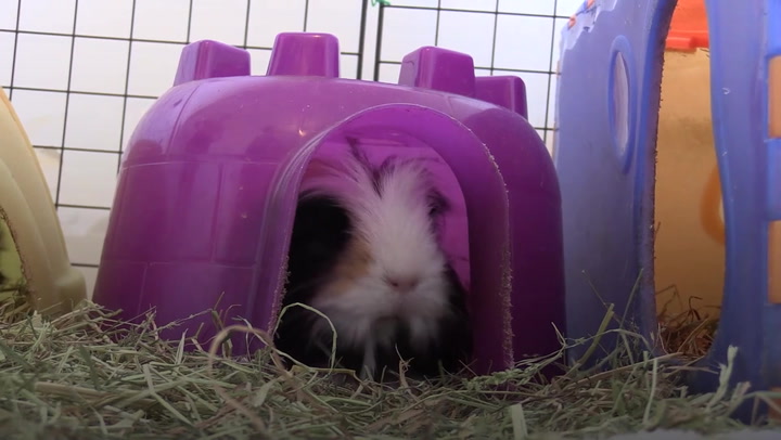 Guinea pigs dumped and neglected following lockdown boom