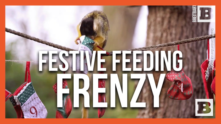 Advent Calendars Gone Wild: London Zoo Animals Unleash Festive Snacking Frenzy