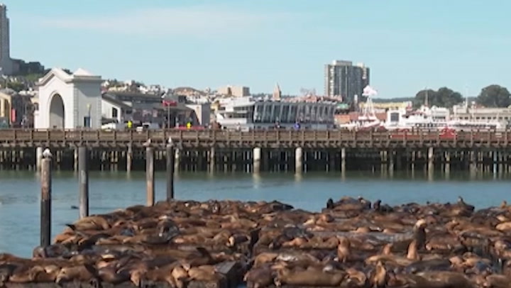 Record number of sea lions crash on San Francisco pier