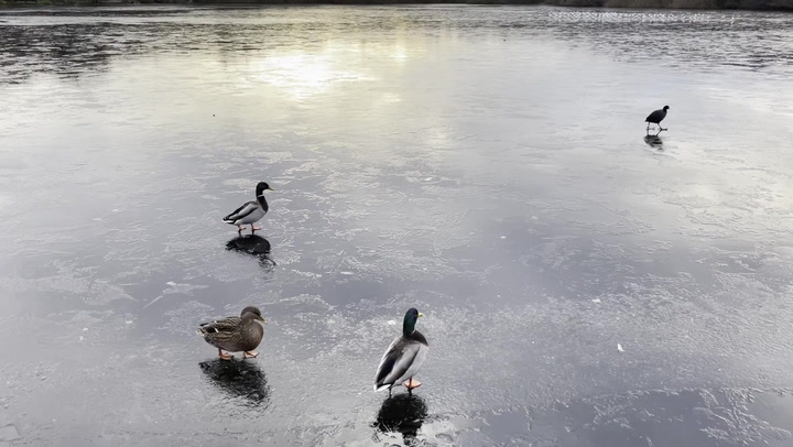 Ducks waddle over frozen Birmingham lake as UK freezes