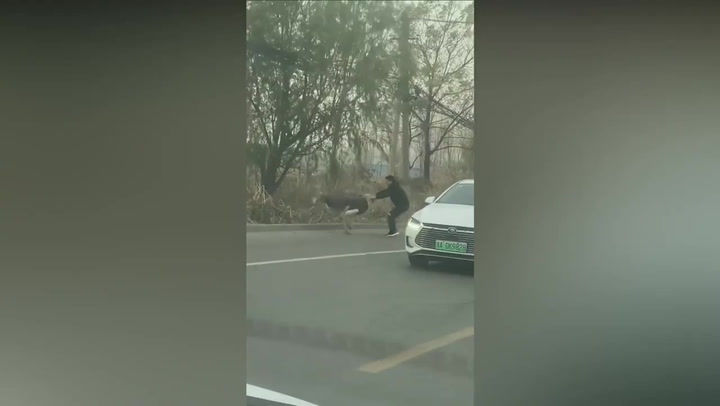 Man tackles escaped ostrich to remove it from road in China