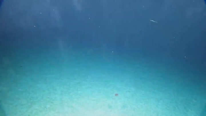 Asombroso hallazgo en las profundidades del Océano Pacífico