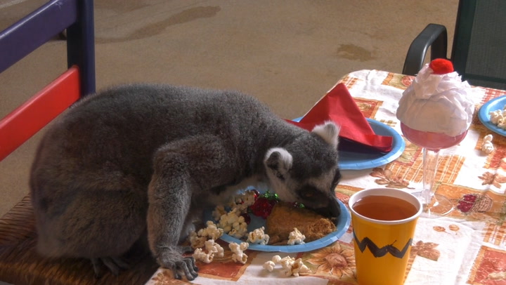 RAW VIDEO: Brookfield Zoo's Lemurs Enjoy Charlie Brown-Themed Thanksgiving Feast
