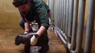 Rare pygmy hippo born in Greece for first time in decade
