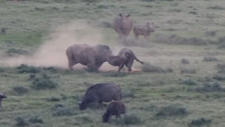 Fearless buffalo refuses to back down in face-off against rhino