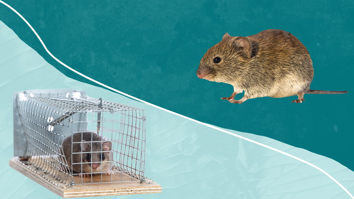 2 Pack Humane Mouse Trap |Catch and Release Mouse Traps That Work,Best Indoor/Outdoor Mousetrap Catcher Non Killer Small Mole Capture Cage