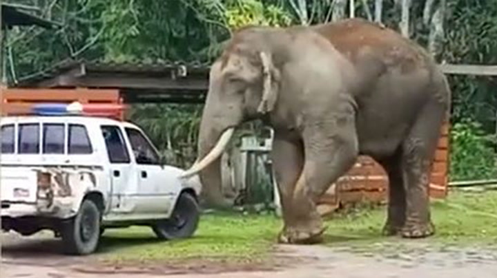 Wild elephant wanders inside family’s yard in Thailand