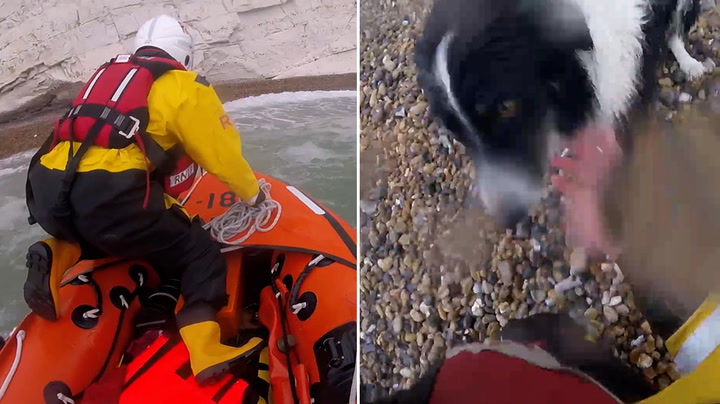 RNLI rescue 'incredibly lucky' dog that fell off 100ft cliff into sea