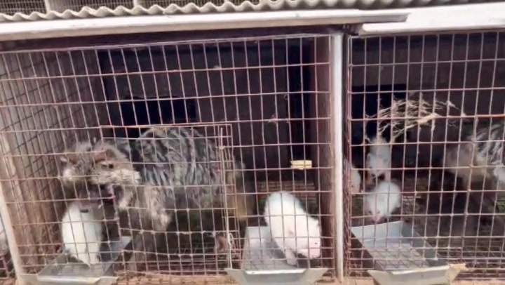 Inside cruel China fur farms where animals born to die for fashion live in  filthy cages - World News - Mirror Online