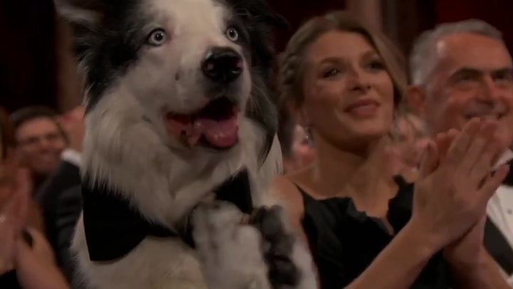 Anatomy of a Fall dog Messi steals the show by clapping at Oscars