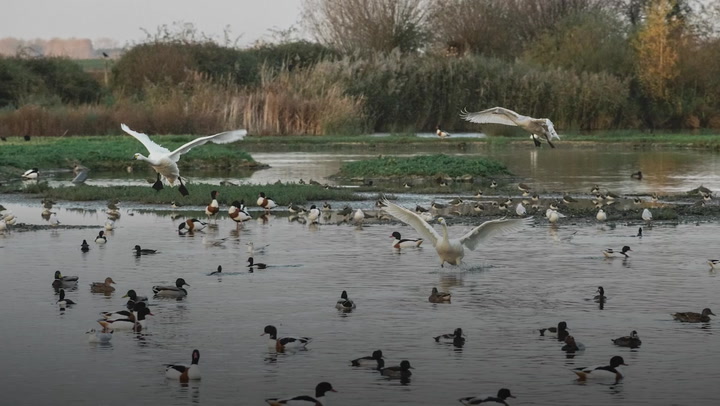 Swans marking start of winter make latest arrival since 1965