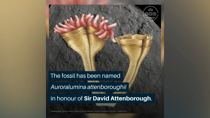 David Attenborough's name given to newly discovered fossil of earliest known predator
