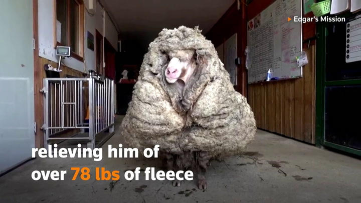 Encuentran una oveja con 35 kilos de lana, estaba enferma y casi ciega