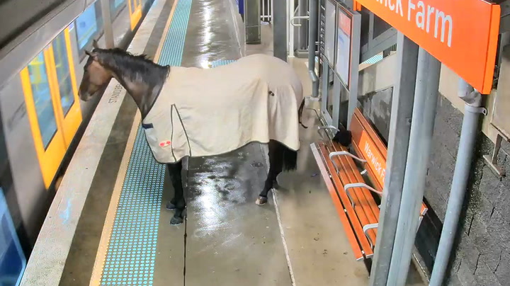 Horse wanders around on train station platform in Australia