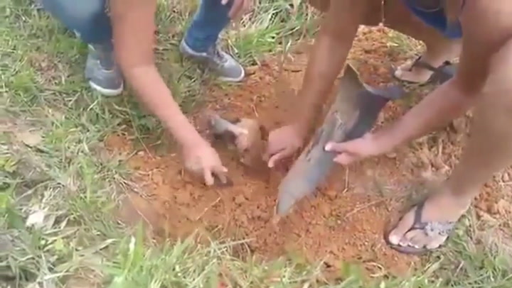 Enterraron vivo a un perro, así lo desenterraban - Fuente: YouTube