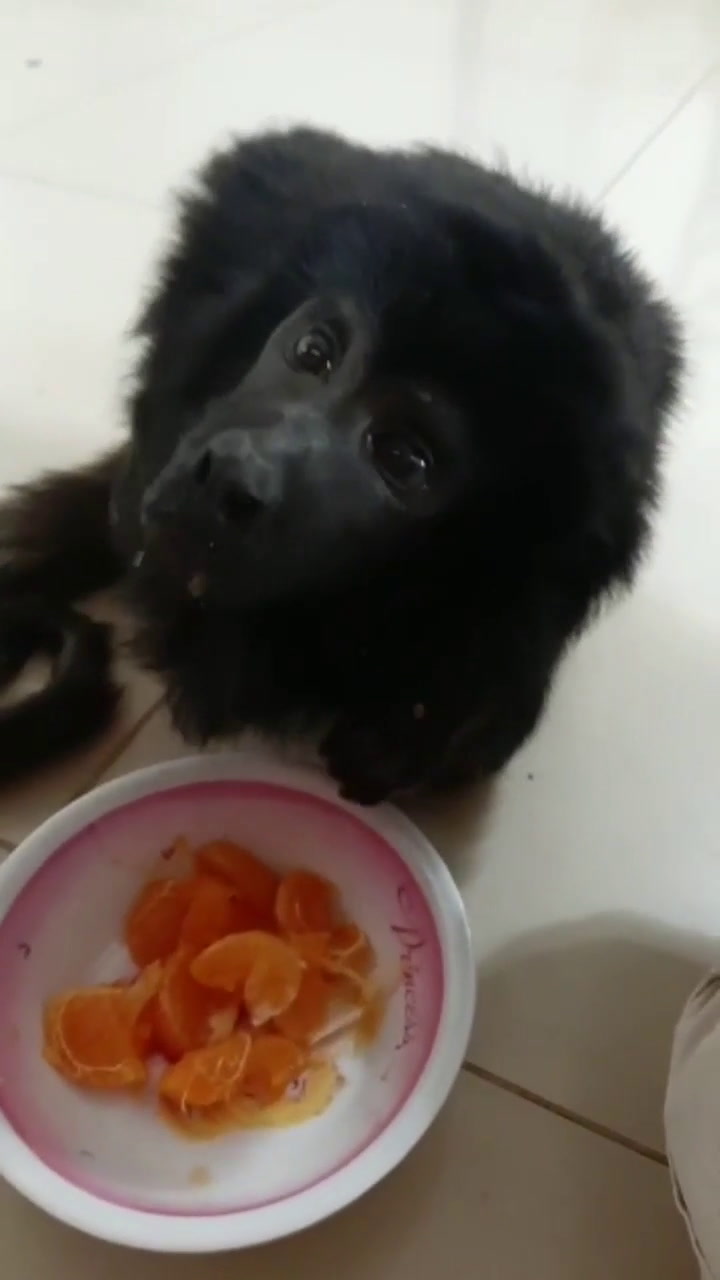 El mono 'Coco' se recupera luego de ser rescatado de una fiesta con drogas