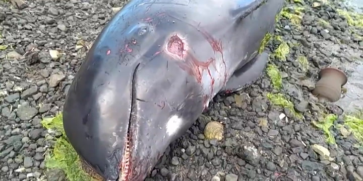delfines muertos tras un derrame de petroleo'