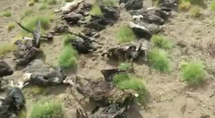 Hallaron 34 cóndores muertos en Mendoza