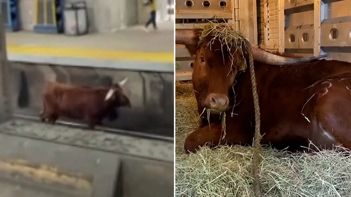 Loose Bull Seen Roaming Tracks At New Jersey Station Detained And Sent To Animal Sanctuary