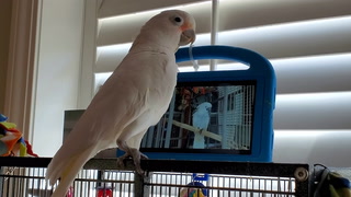 Watch: Pet parrots taught to make video calls on Facebook Messenger