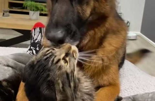 Perro demuestra su amor a su amigo el gato pero éste lo rechaza