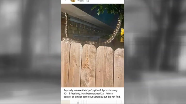 Houston residents on edge with seven-foot python on the loose