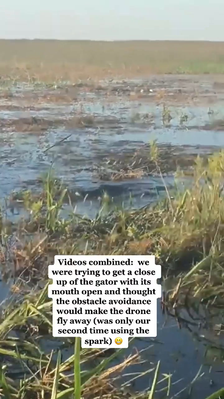 Un caimán atrapa y mastica un drone que lo grababa en un pantano (TikTok: @devhlanger)