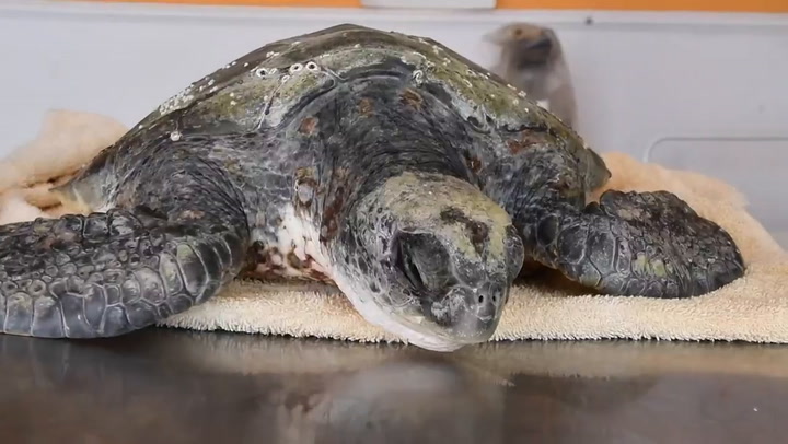 Así fue el la rehabilitación y la reinserción de la tortuga verde (Video: Mundo Marino)