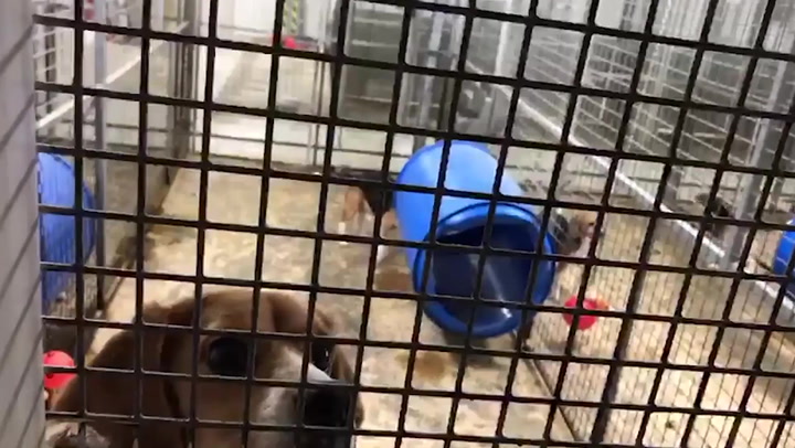 Animal rights activists steal dogs from research facility | News |  Independent TV