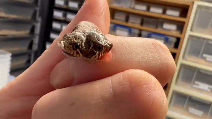 Incredibly rare two-headed snake born at pet shop in Exeter