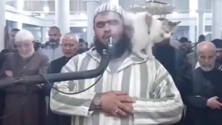 Cat jumps on Imam during live broadcast of Ramadan prayer in Algeria