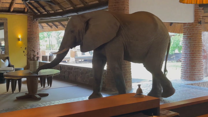 Giant tusked elephant walks around hotel reception