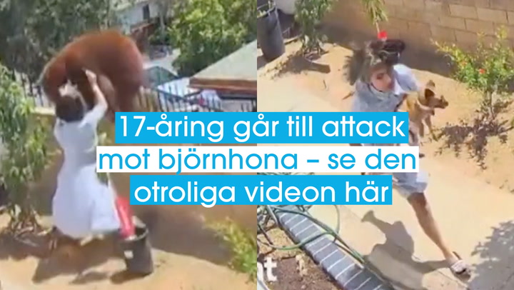 17-åring går till attack mot björnhona – se den otroliga videon här