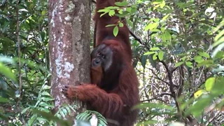 Graban a un orangután de Sumatra que se curó una lesión en la cara