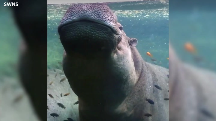 Hippo takes underwater nap during fish spa treatment from tankmates