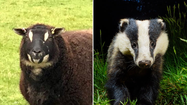 Rare sheep that look like badgers successfully bred on English farm |  Lifestyle | Independent TV