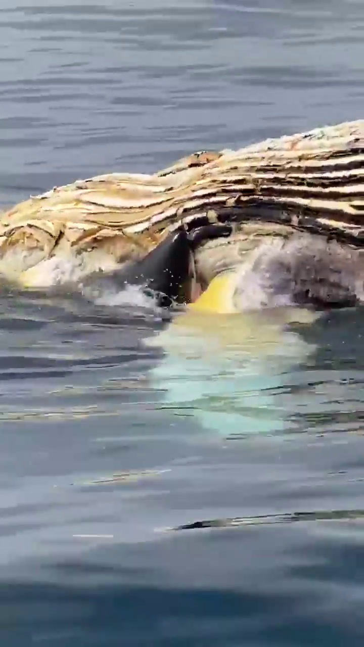 Un tiburón blanco devora los restos de una ballena en las costas de Nantucket