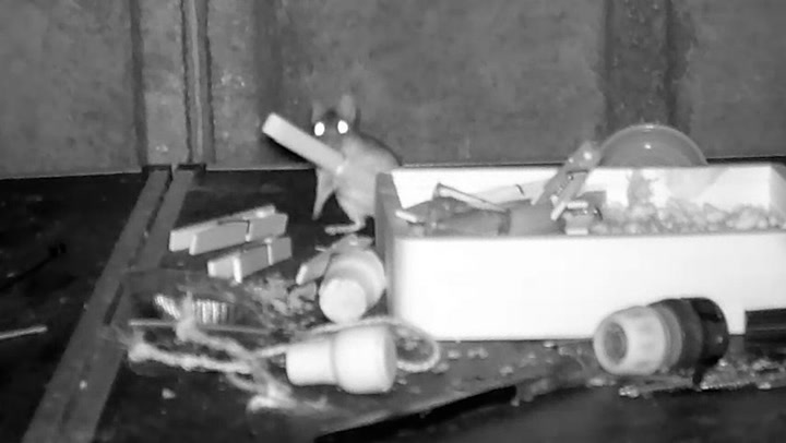 Mouse filmed secretly tidying man’s shed every night for months