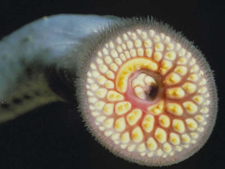 “Vampiros de agua”: que son las lampreas, el extraño animal que chupa sangre