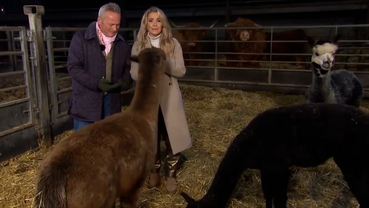 Christmas on the Farm's Helen Skelton 'hustled' as alpaca causes chaos on set