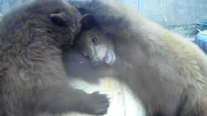 Orphaned bear cubs play with 'monster' pumpkin almost twice their size