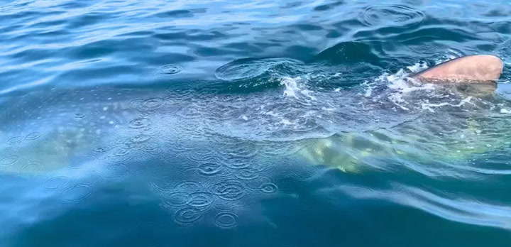 Whale shark spotted off Destin coast