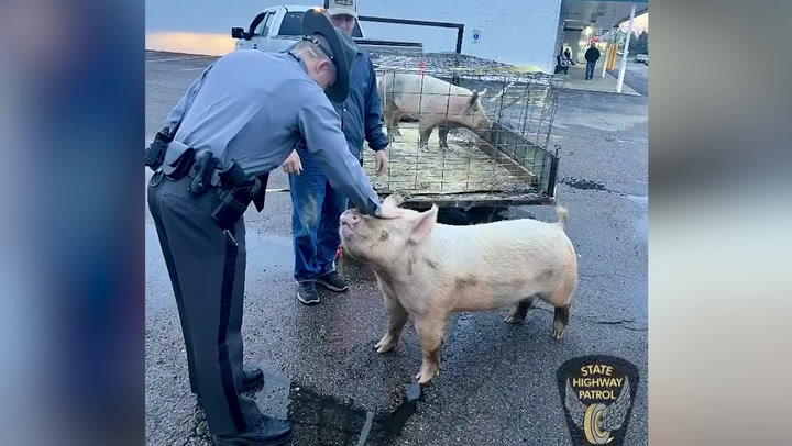 Runaway pig captured by police after going 'hog wild' outside Ohio McDonald's