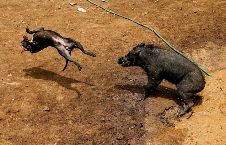 Dogs and wild boars fight to the death in harrowing traditional Indonesian  hunting game condemned by animal rights activists - World News - Mirror  Online