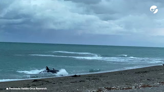Así cazan las orcas en Península Valdés